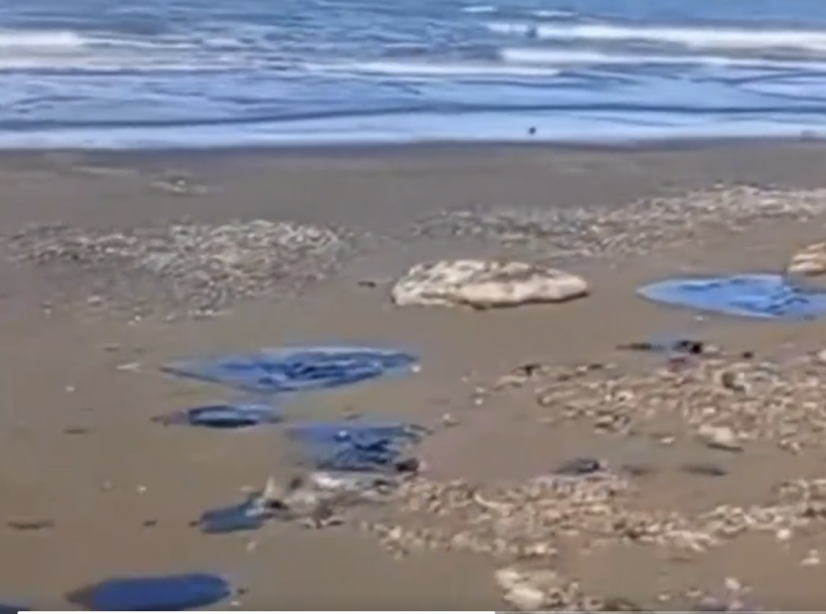 La 4T Destruye Playas